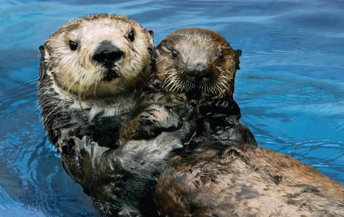 Sea otter photo