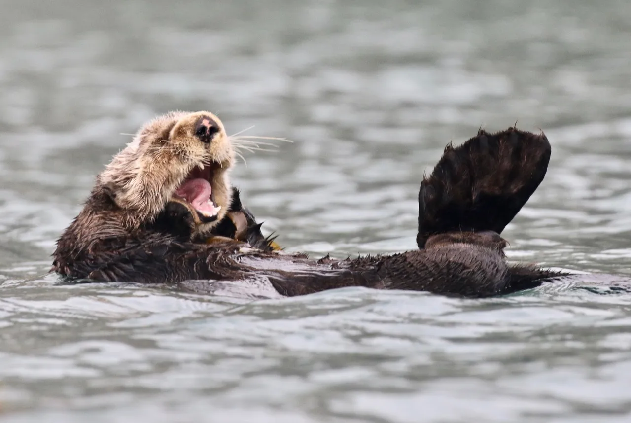 Sea otter photo