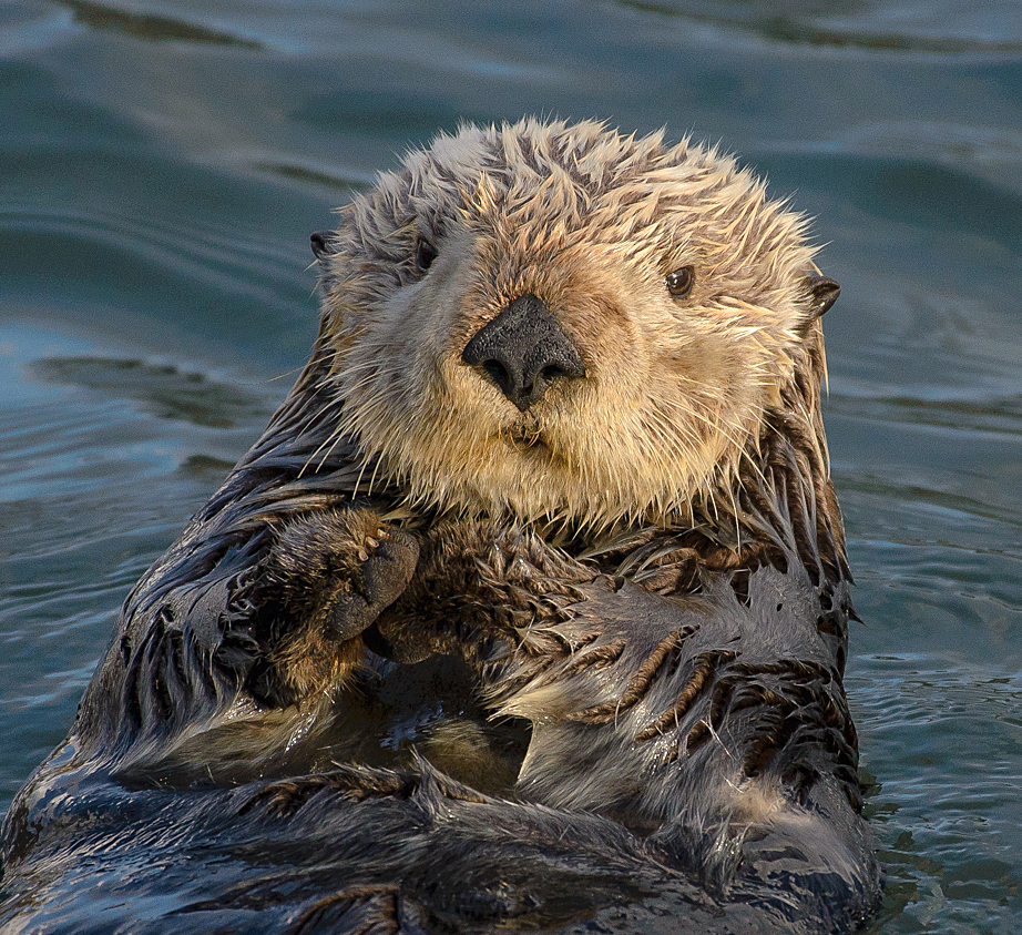 Sea otter photo