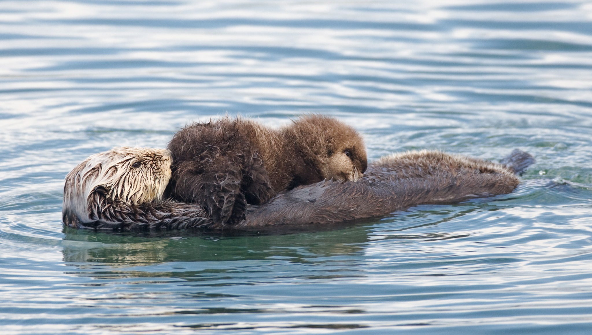 Sea otter with pup