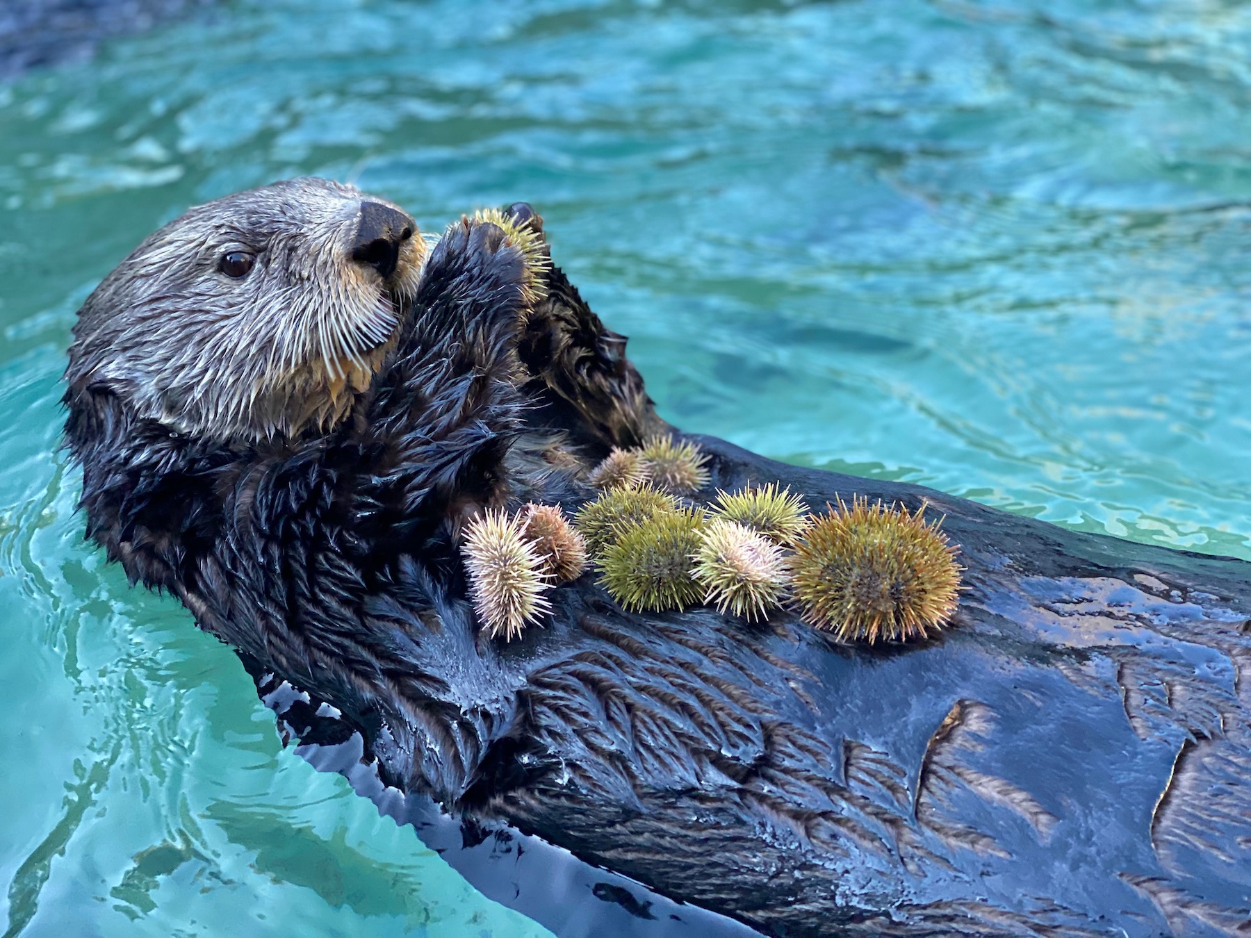 Sea otter photo