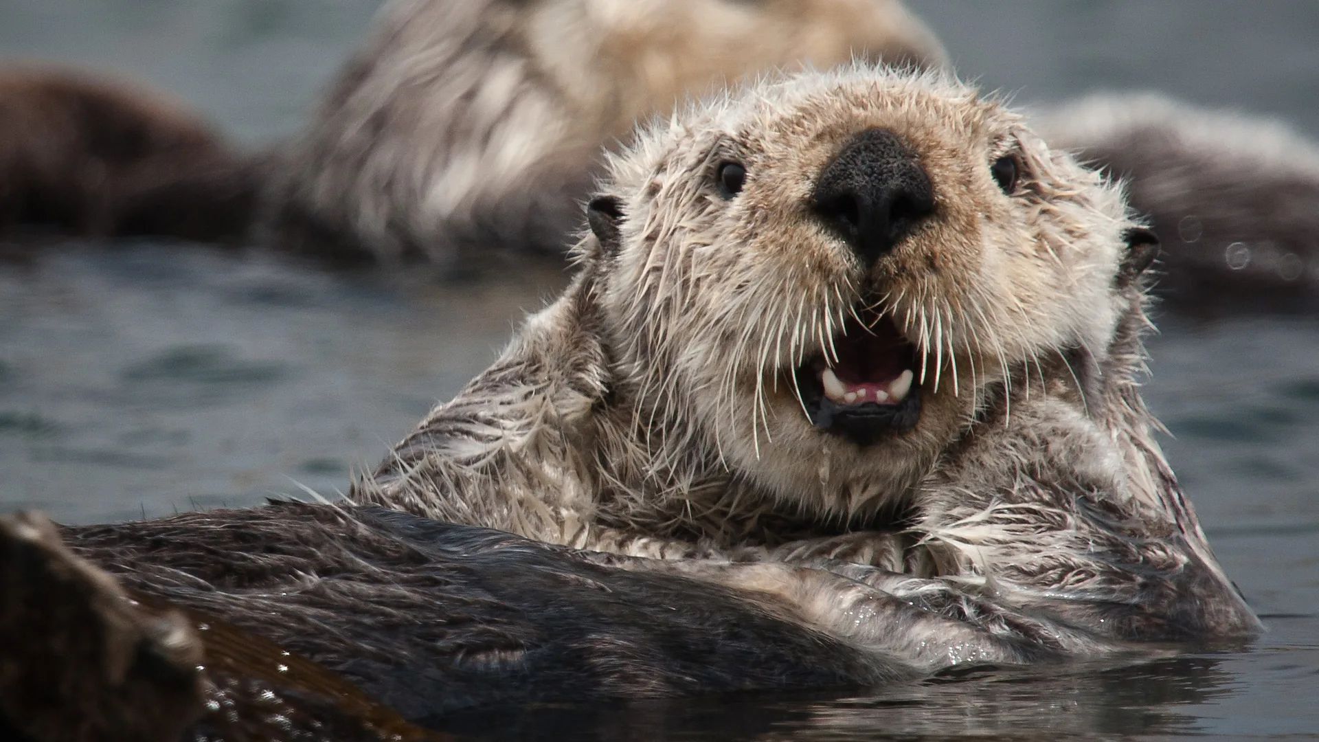 Sea otter photo